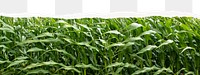 Corn field png border, ripped paper environment, transparent background