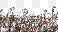 Cotton field png border sticker, nature on transparent background