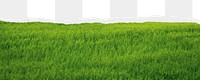 Grass field png border, torn paper design, transparent background