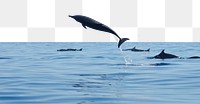 Dolphin png border, transparent background