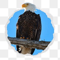 Perched eagle png sticker, wild bird photo in ripped paper badge, transparent background