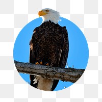 Perched eagle png sticker, wild bird photo badge, transparent background