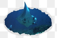 Png reef manta ray sticker, marine life photo in ripped paper badge, transparent background