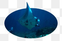 Png reef manta ray sticker, marine life photo badge, transparent background