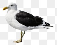 Seagull bird png sticker, animal cut out, transparent background