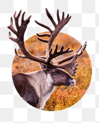 Caribou png sticker, wildlife photo badge, transparent background