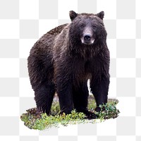 PNG dark grizzly, collage element, transparent background