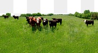 Cow ranch png border, transparent background