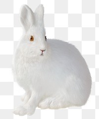 White rabbit png sticker, animal cut out, transparent background