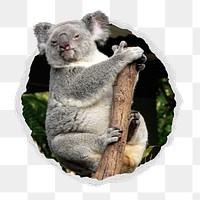 Koala png sticker, bear photo in ripped paper badge, transparent background