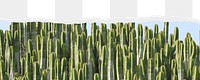 Green cactus png border, torn paper design, transparent background