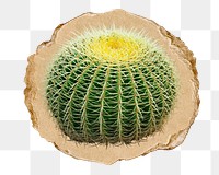 Cactus png sticker, ripped paper, transparent background