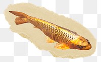 Gold carp fish png sticker, ripped paper, transparent background