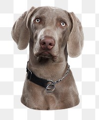 Weimaraner dog png sticker, pet animal cut out, transparent background