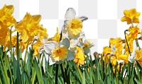 Daffodil png border sticker, nature on transparent background