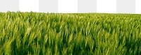 Grass meadow png border, transparent background