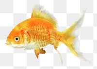 Goldfish png sticker, pet animal image, transparent background