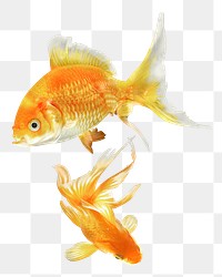 Goldfish png sticker, pet animal image, transparent background