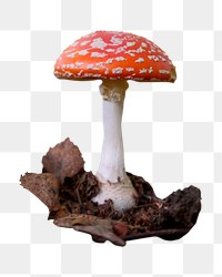 Poisonous mushroom png sticker, transparent background