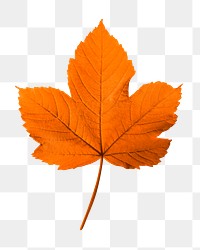 Maple leaf png sticker, Autumn aesthetic image on transparent background