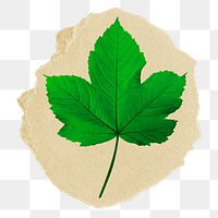 Maple leaf png ripped paper sticker, botanical graphic, transparent background