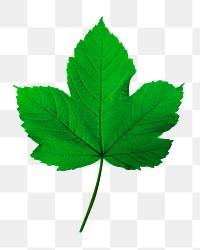 Maple leaf png sticker, botanical image on transparent background