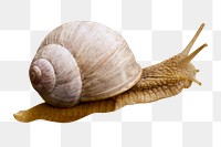 Snail, animal png sticker, animal, transparent background