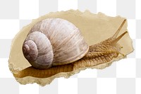 Snail, animal png sticker, ripped paper, transparent background