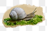 Snail, animal png sticker, ripped paper, transparent background