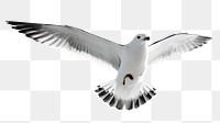 Flying seagull png sticker, bird, animal image on transparent background