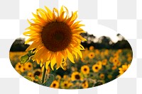 Sunflower png sticker, nature photo badge, transparent background