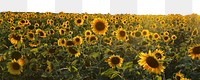 Sunflower field png border sticker, nature on transparent background