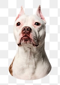 Bulldog portrait png sticker, pet animal image on transparent background