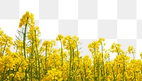 Rapeseed flower png border sticker, nature on transparent background