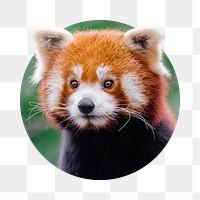 Red panda png sticker, bear photo badge, transparent background