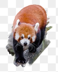 PNG Cute red panda , collage element, transparent background