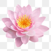 Pink lotus png flower sticker,  transparent background