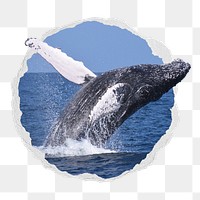 Whale png sticker, mammal animal photo in ripped paper badge, transparent background