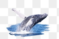 PNG Humpback whale jumping backwards, collage element, transparent background