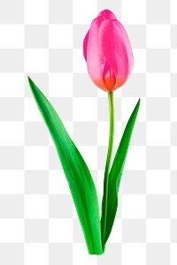 Pink tulip png flower sticker, Spring image on transparent background