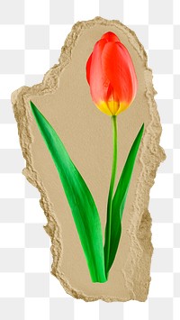 Red tulip png flower ripped paper sticker, Spring graphic, transparent background