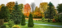 Forest landscape png, transparent background