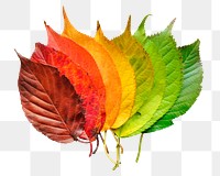 Autumn leaves png sticker, seasonal aesthetic image on transparent background