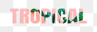 Tropical png word, cactus in pink, transparent background