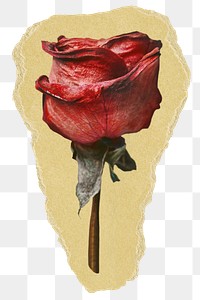 Red rose png flower sticker, ripped paper, transparent background