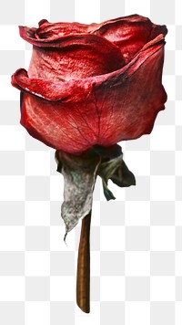 Red rose png flower sticker,  transparent background