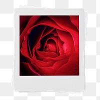Red rose png instant photo sticker, Valentine's flower aesthetic image on transparent background