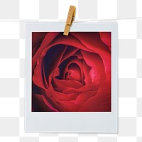 Red rose png instant photo sticker, Valentine's flower aesthetic image on transparent background