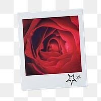 Red rose png instant photo sticker, Valentine's flower aesthetic image on transparent background