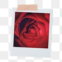 Red rose png instant photo sticker, Valentine's flower aesthetic image on transparent background